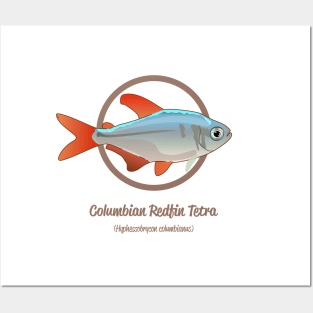 Columbian Redfin Tetra Posters and Art